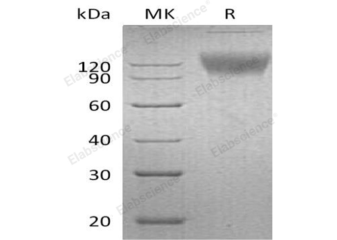 Валидация Elabscience PKSM041145(5057)