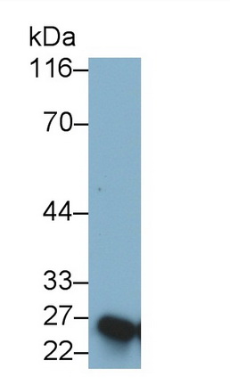 27775