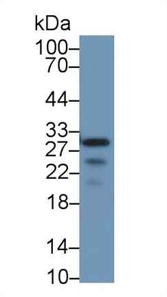17605