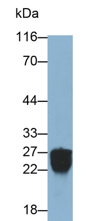 978