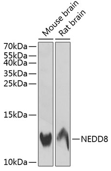 Валидация Elabscience E-AB-64691