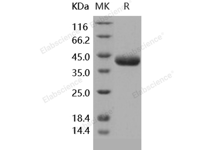 Валидация Elabscience PKSH031709(2350)