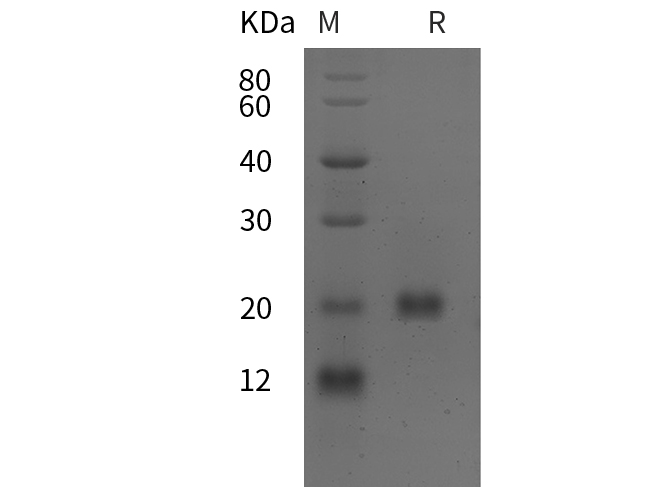 Валидация Elabscience PDMH100406(1002)