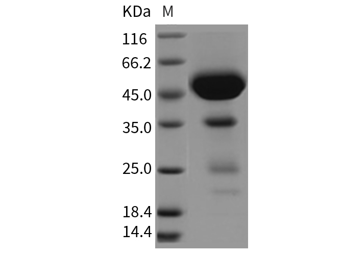 Валидация Elabscience PKSR030282(5628)