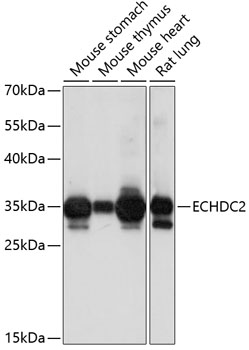 Валидация Elabscience E-AB-90897