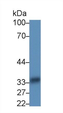 7434