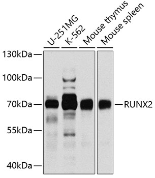 Валидация Elabscience E-AB-62026