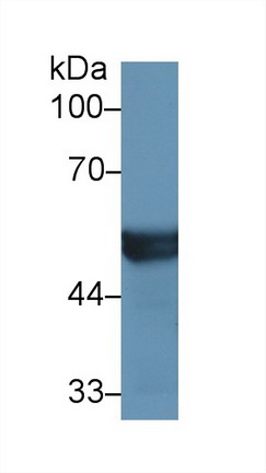 9577