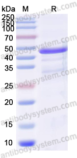 Валидация AntibodySystem YHE04802