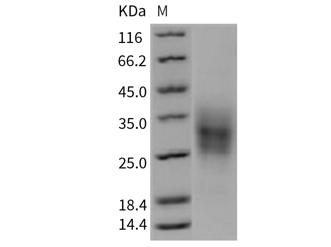 Валидация Elabscience PKSM040694(4674)