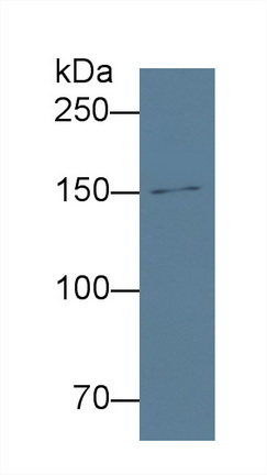62696