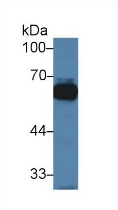 14240