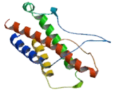 Interleukin 23 (IL23)