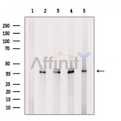 Валидация Affinity DF6974 - 18600