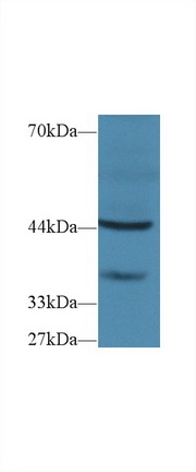 14544