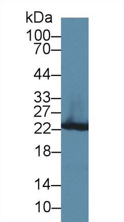 8553