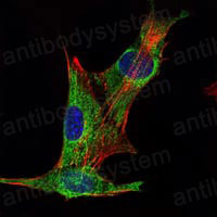 Валидация IF - AntibodySystem RHC13401