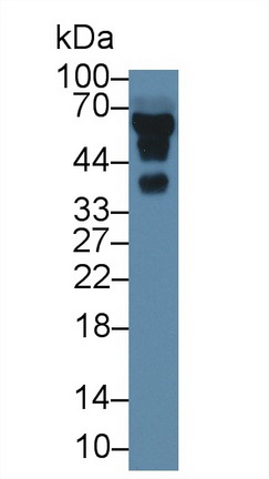 13531