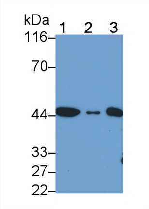 23608