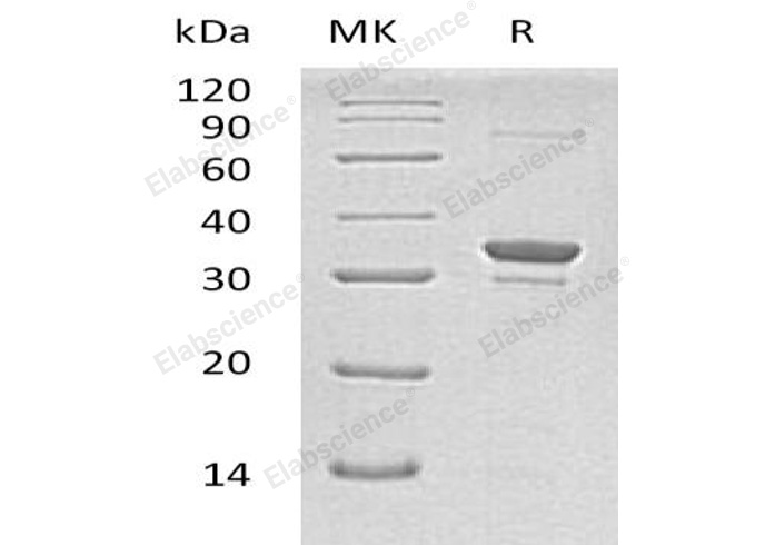 Валидация Elabscience PKSH033085(3452)