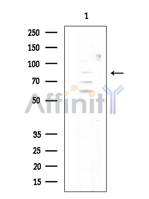 Валидация Affinity DF14869 - 11006