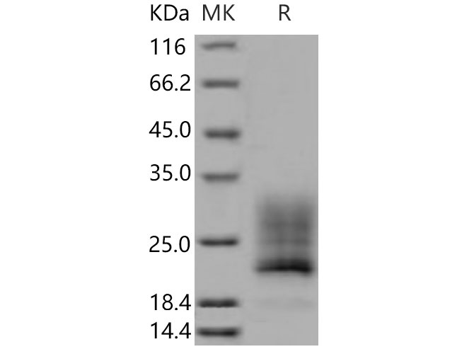 Валидация Elabscience PKSM040806(4770)