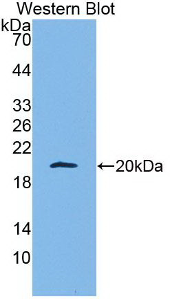 60401