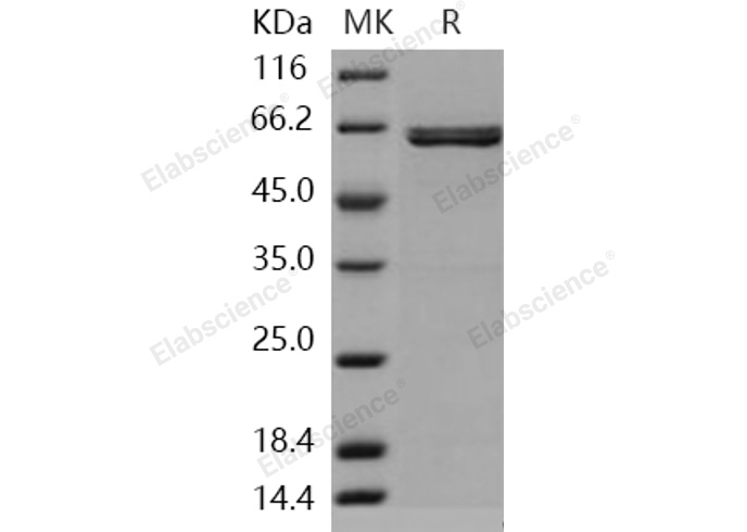 Валидация Elabscience PKSH031042(1843)