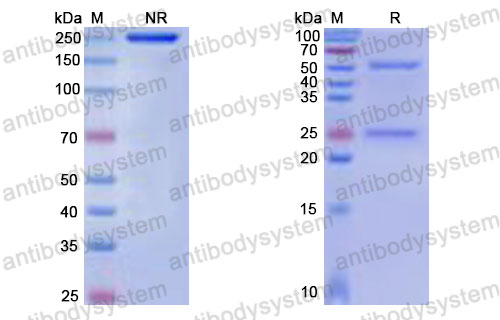 Валидация SDS-PAGE - AntibodySystem DHB54007