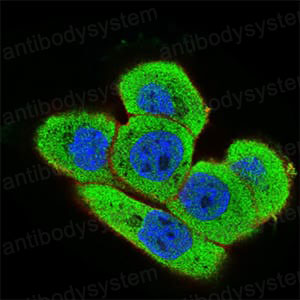 Валидация IF - AntibodySystem RHA90601