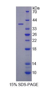 59952