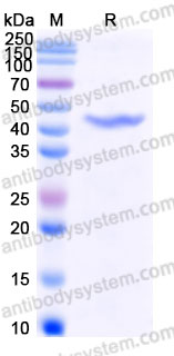 YHE83101, SDS-PAGE