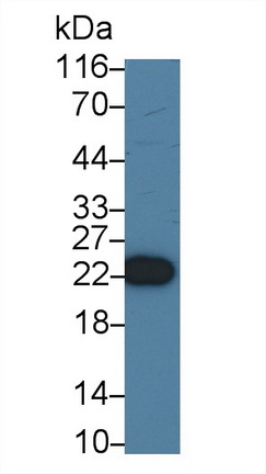 14202