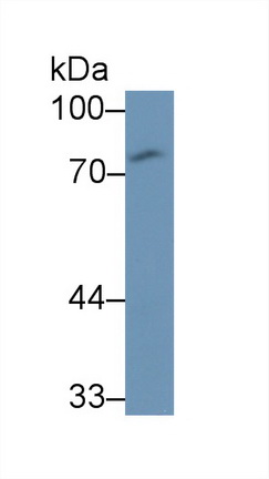 62882