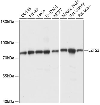 Валидация Elabscience E-AB-65047