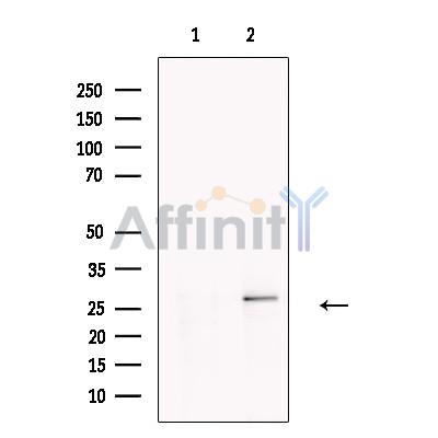 Валидация Affinity DF13711 - 9329