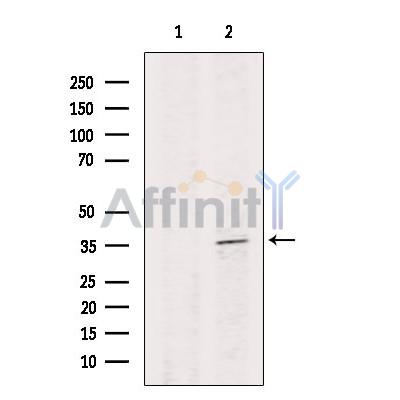 Валидация Affinity DF8911 - 21038