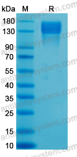 AHE25702, SDS-PAGE