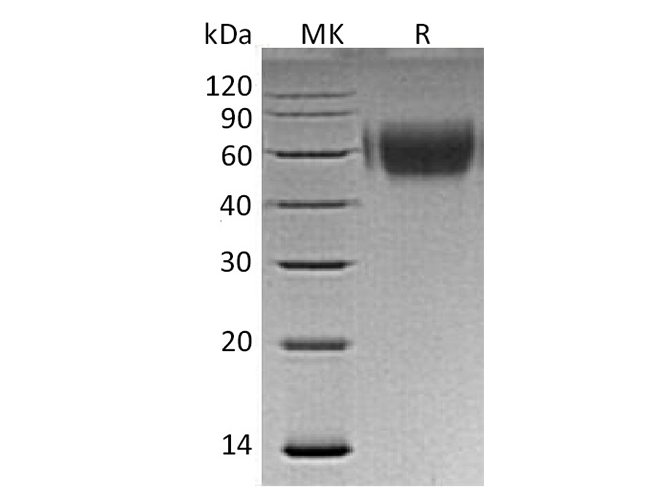 Валидация Elabscience PKSH033333(3664)