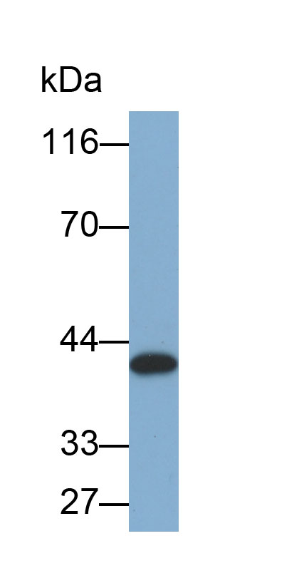33040