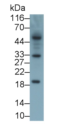 30640