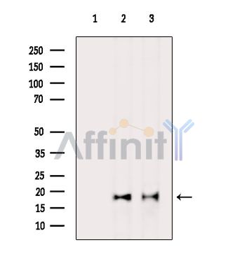 Валидация Affinity DF14231 - 10078