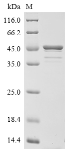 SDS-PAGE