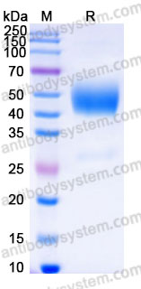 EHF26701, SDS-PAGE