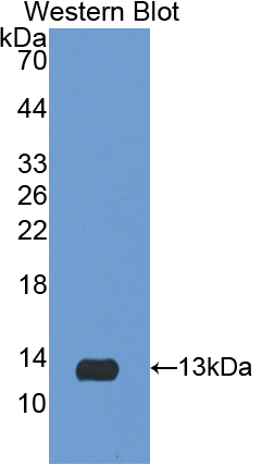 50195
