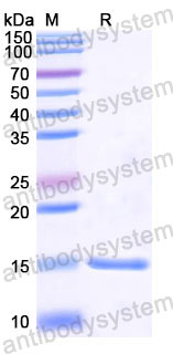 Валидация SDS-PAGE - AntibodySystem RHE07601