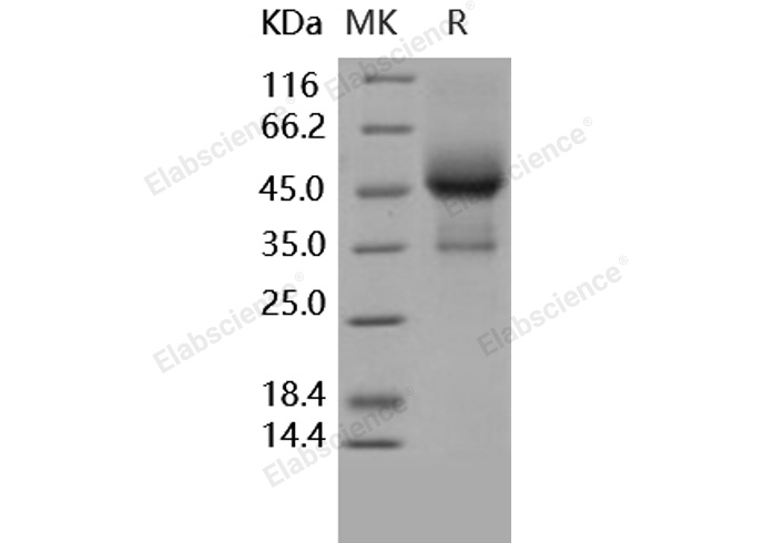 Валидация Elabscience PKSH031596(2261)