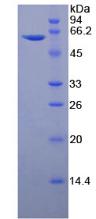 49785