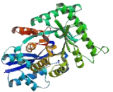 Enolase, Muscle Specific (MSE)
