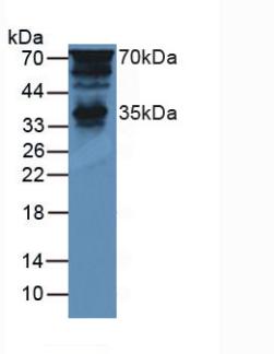 6497